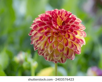 close up of a red yellow dahlia in nature - Powered by Shutterstock