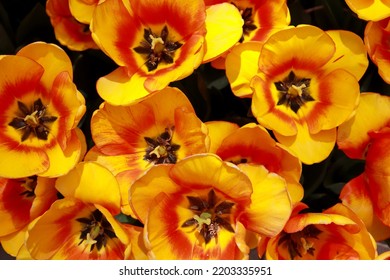 Close Up Of Red Yellow Tulips.