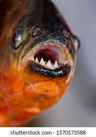 Close up of Red-bellied piranha, Pygocentrus nattereri, Cuxiu Muni, Amazon River, Brazil