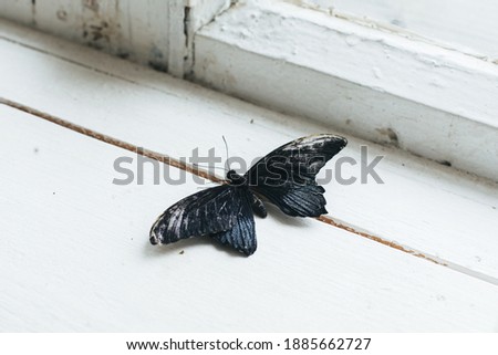 Close up of the reddish fluffy body of a giant silk moth , dead butterfly viewed from a side view angle. Moth resting on a weathered window sill in an urban environment side view