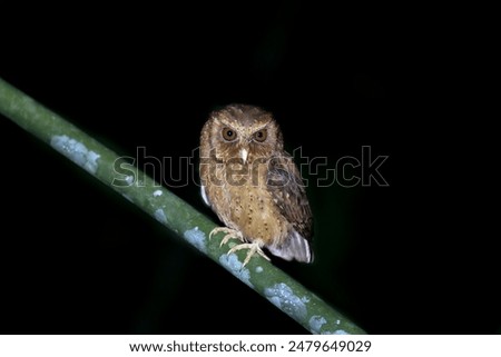 Close up Reddish Scops Owl at midnight in nature