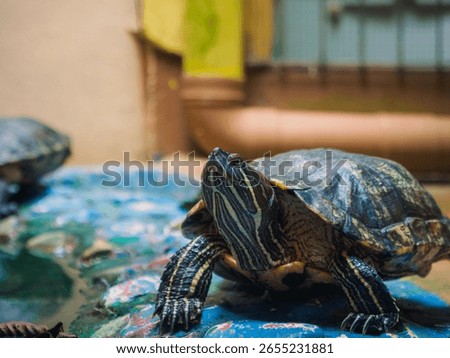 Close up of Red-Eared Slider Turtle on wet surface. Close-up of a red-eared slider turtle with vibrant markings resting on a wet surface.Detailed view of a freshwater turtle with vivid patterns.