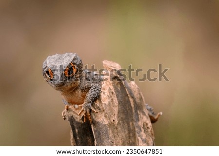 Close up Red-eyed crocodile skink (Tribolonotus gracilis) stay in wood, animal closeup 