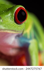Close up of a Red-eyed tree frog

Agalychnis callidryas, commonly known as the red-eyed tree frog, is a species of frog in the subfamily Phyllomedusinae.