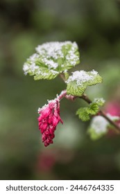 Close up of redflower currant flower and leaves with melting snow in early spring