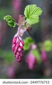 Close up of redflower currant flower and leaves in early spring