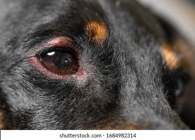 Close Up Of Redness And Bump In The Eye Of A Dog. Conjunctivitis Eyes Of Dog. Medical And Health Care Of Pet Concept.