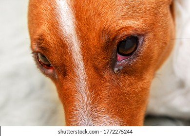 Close Up Of Redness And Bump In The Eye Of A Dog. Conjunctivitis Eyes Of Dog. Medical And Health Care Of Pet Concept.