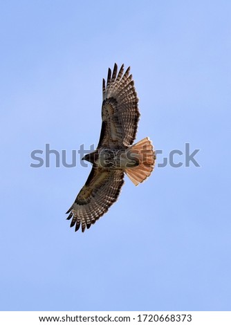 close up of red-tailed hawk soaring against a blue sky in an open space in broomfield, colorado