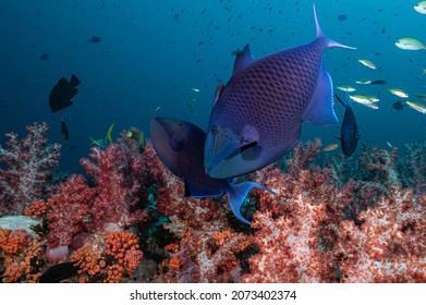 Close Up With Redtoothed Triggerfish Near The Reef Coral