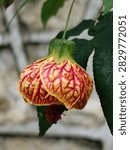 Close Up Redvein Abutilon (Bunga Raya Tanglung) Callianthe picta Showing Yellow Petals With Red Veins With a Blurred Background