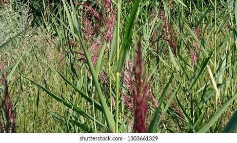 
Close up of reed
