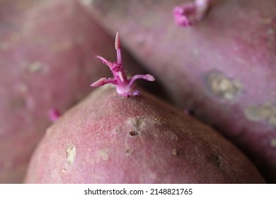 Close Up Re-grow Sweet Potato Buds 