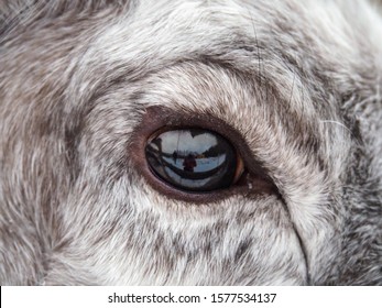 Close up of a reindeer eye and fur in the snowtime.