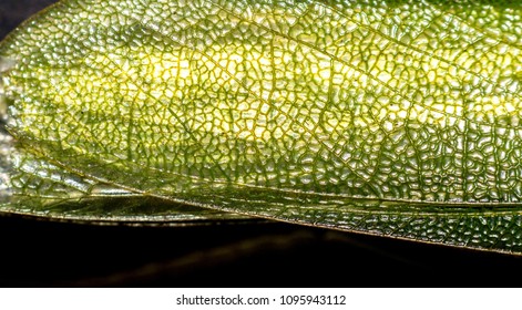 Close Up Of The Remains Of A Green Grasshopper. Crop Of Wings On Black Background Photographed With Macro Lens.