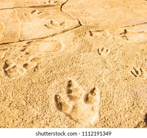 dinosaur footprints compton bay