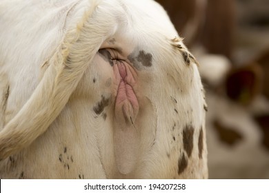 Close Up Of Reproductive Organs Of Cow