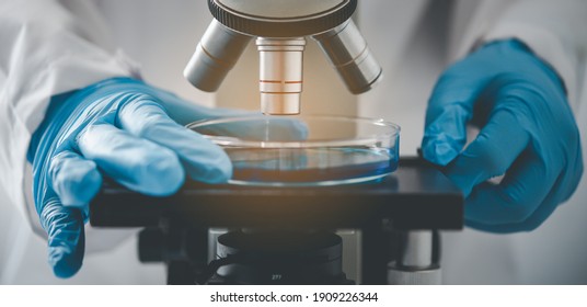 Close up Researchers are testing samples under a microscope in a laboratory.	 - Shutterstock ID 1909226344