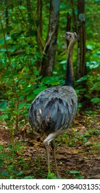 Close Up Of A Rhea Bird 