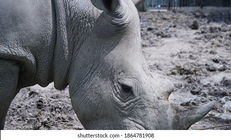 close up of rhino face and head