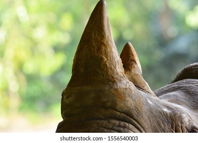 Close Up Of Rhino Horn On The Nature Background.