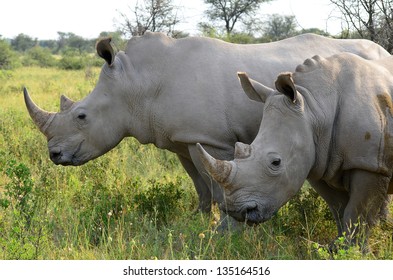 Close Up Of Rhino In Khama Reserve,Botswana