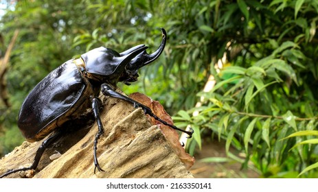 Close up of a Rhinoceros Beetle, Megasoma janus ramirezorum