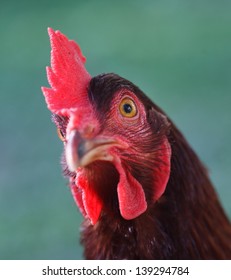 Close Up Of Rhode Island Red Chicken Head With Red Comb And Dark Feathers During The Day.