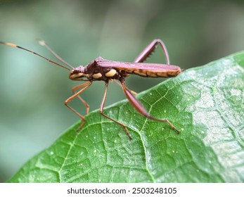 Close up rice bug (Leptocorisa oratorius), rice bug in green foliage