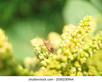 Close Up Of Rice Ear Bugs Perching On The Palmer Amaranthus Plant. Cletus Punctiger, Squash Bug, Leaf Bug, Chinch Bug