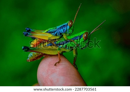 Close up of a rice locust carrying another smaller grasshopper perched on his finger