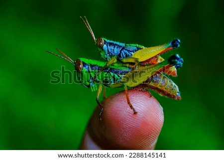 Close up of a rice locust carrying another smaller grasshopper perched on his finger