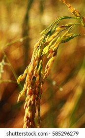 Close Up Rice Plant In Paddy Field