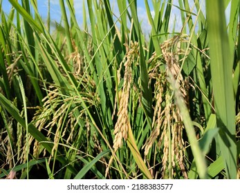 Close Up Of Rice Plant Or Paddy On Rice Field In Summer Time Indonesia
