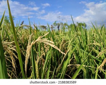 Close Up Of Rice Plant Or Paddy On Rice Field In Summer Time Indonesia