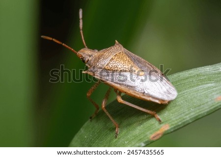 Close up of a Rice Stink Bug (Oebalus pugnax), a common pest of cereal crops. Raleigh, North Carolina.