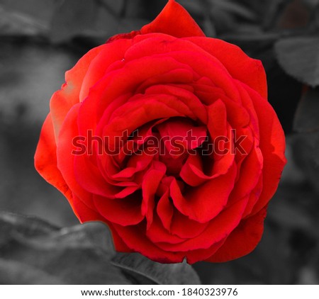 A close up of a rich red color popping rose flower edited with a black and white background of leaves