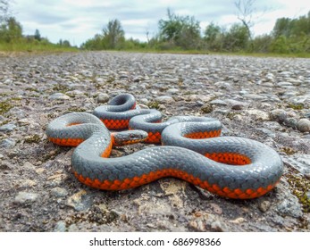 Close up of ring neck snake posing on rural road.