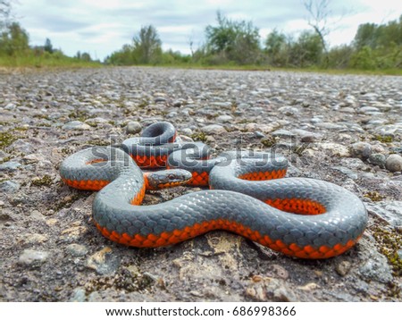 Close up of ring neck snake posing on rural road.