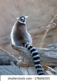 Close up of a  Ring Tailed Lemur
