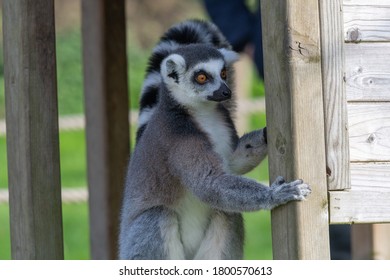 Close up of a ring tailed lemur (lemur catta) in a zoo.