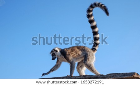 Close up of a Ring Tailed Lemur on the roof