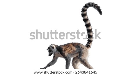 Close up of a Ring Tailed Lemur on white background