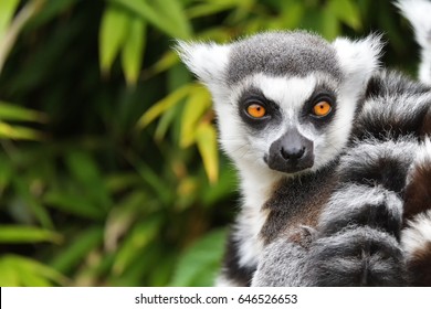 Close up of a ring-tailed lemur, Madagascar - Powered by Shutterstock