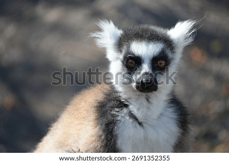 Close up of ringtailed lemur in Madagascar