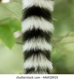 Close Up Of A Ring-tailed Lemur Tail Texture, Macro, Black And White