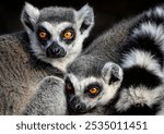 A close up of Ring-tailed Lemurs
