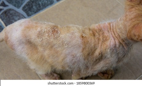 Cat Fungal Disease Images Stock Photos Vectors Shutterstock