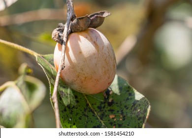 Close Up Of A Ripe American Persimmon At Park In Raleigh, North Carolina.