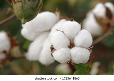 Close Up Of Ripe Cotton Bolls In The Field